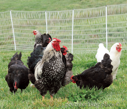 Hens, chicks and ducklings