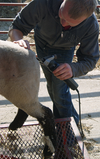 Trimming Sheep