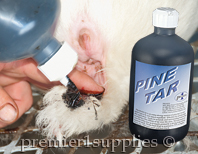 Applying pine tar to ears