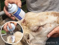 Spraying Catron on a sheeps head