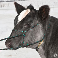 Cattle Halter