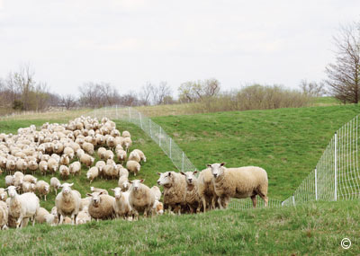 Pasture Management-Is It Worth The Effort?