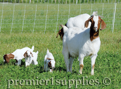Fencing Goats