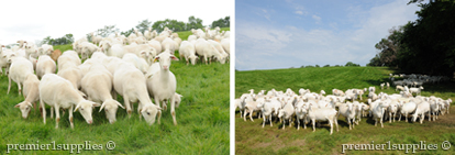 Yearling ewes