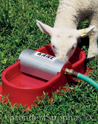 A lamb drinking from a Kane Waterer. 
