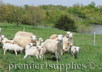 Sheep in field with quickfence