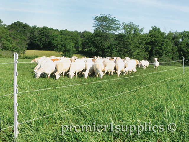 Cows in the pasture with electric fence