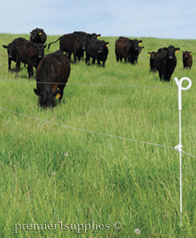 Cows in the pasture with electric fence