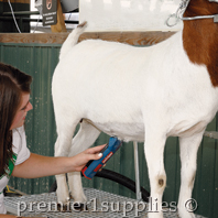 Trimming Goat with Cordless Clipper