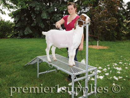 Goat on Trimming stand