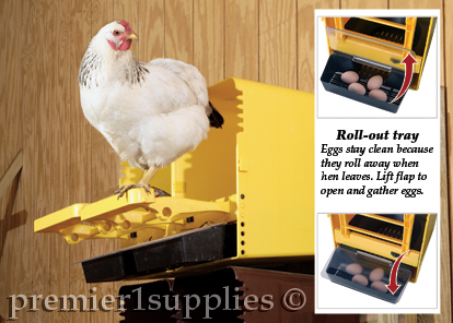 Hen standing on Chickbox