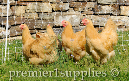 A group of Buff Orpington hens enjoying some time in the pasture