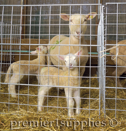 Healthy lambs and a healthy mom