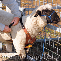 Cross your heart breeding harness