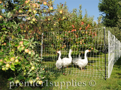 Geese being used to keep weed down under trees