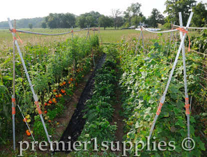 Premier's bountiful garden