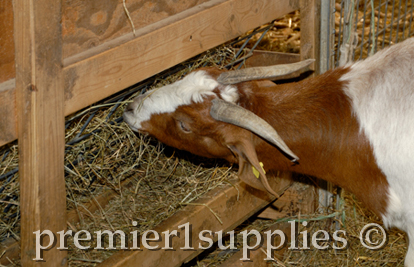 Goat eating Hay