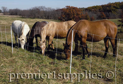 horse(s) fenced in to prevent riderless wanderings