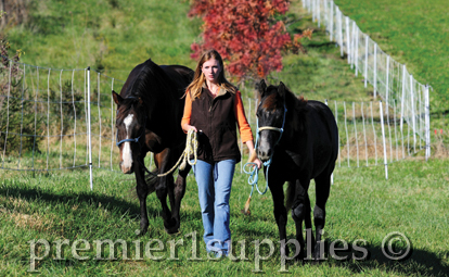 horse(s) fenced in to prevent riderless wanderings