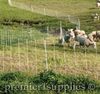 grazing sheep