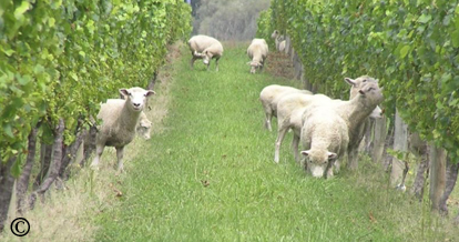 sheep plucking leaves