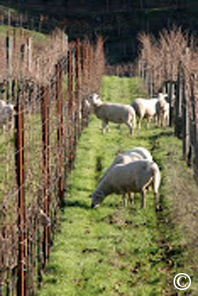closeup of vineyard sheep