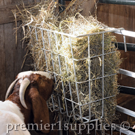 Goat feeding on X-Tuff Single Sided Feeder