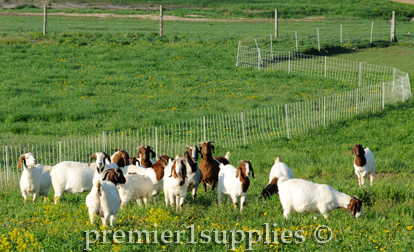 Energizers working on a horse fence