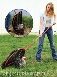 Women catching chicken with net