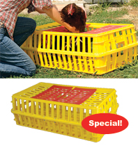 Placing a chicken in a plastic transport case