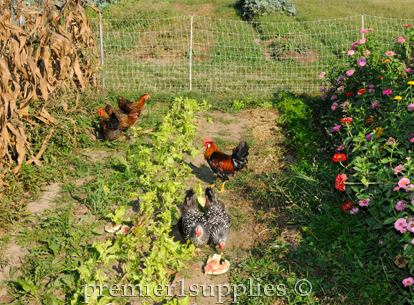 Chickens fenced in with electric netting cleaning up garden