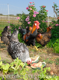 Chickens cleaning up garden while fenced in with electric netting for security.