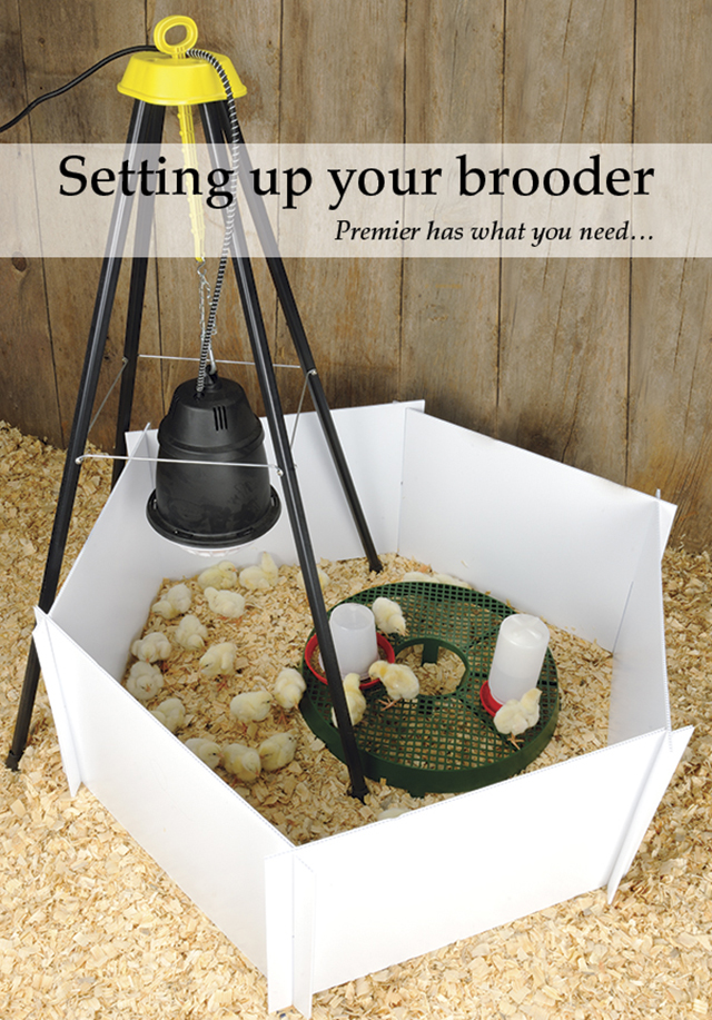 Setting up your Brooder
