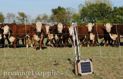 Cattle behind electrical fence