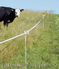 Cattle behind electrical fence