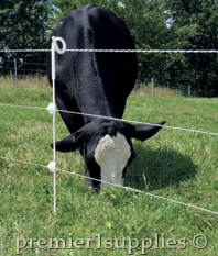 Cattle behind electrical fence