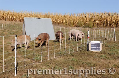 Swine being raised on pasture