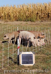 Pastured pigs enjoying their time on pasture