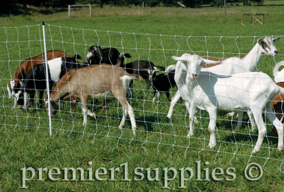Goats behind electrical fence