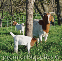 Goats using portable netting