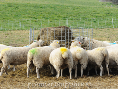 Sheep eating from a bale