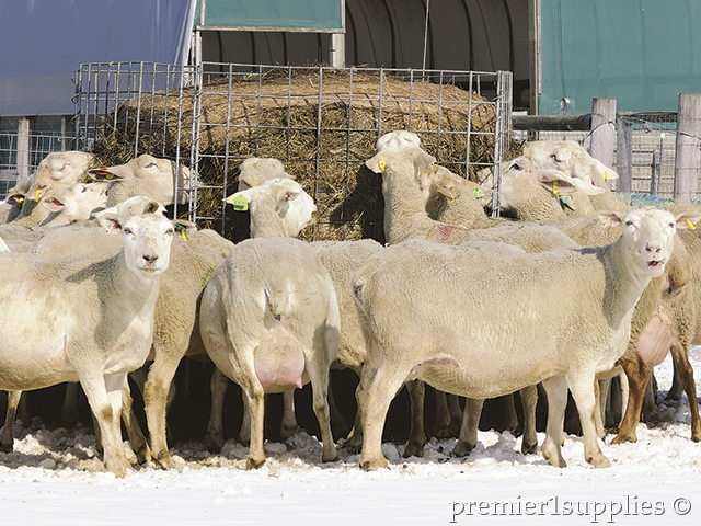 Premier’s ewe flock enjoying a freshly placed bale of baleage. 