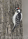 Bird on a tree