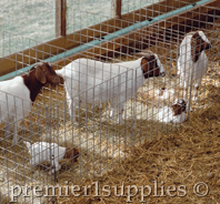 Goat ear tags