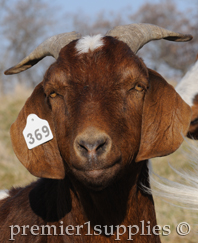 Goat Ear tags