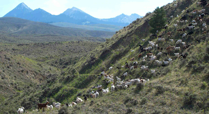 Goat on a hill