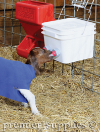 Goat using bucket teat unit