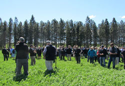 Alfalfa in New Zealand