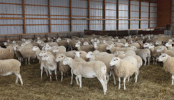 Ewes for Sale