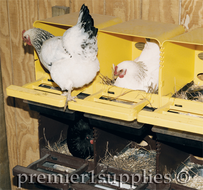 Delaware hen using a Chickbox